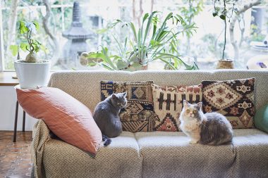 ヴィンテージマンションで素敵に暮らす猫、ベッチン&フラノ 【猫と一緒に心地よい暮らし】