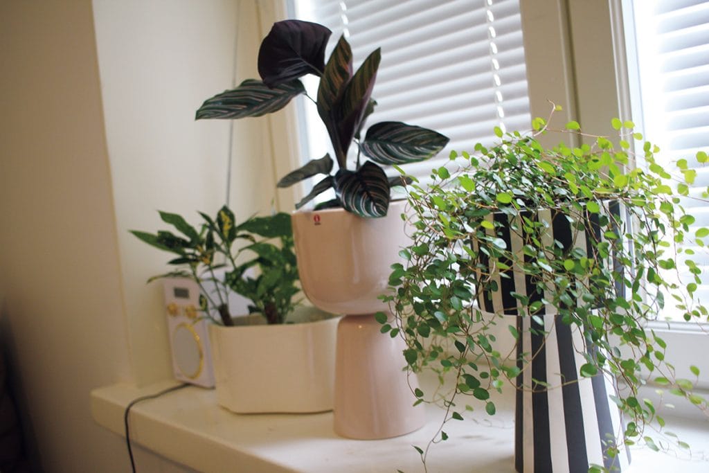 家の中に植物を飾る：“週末北欧部 chikaさん”の寒い冬を乗り切るアイデア