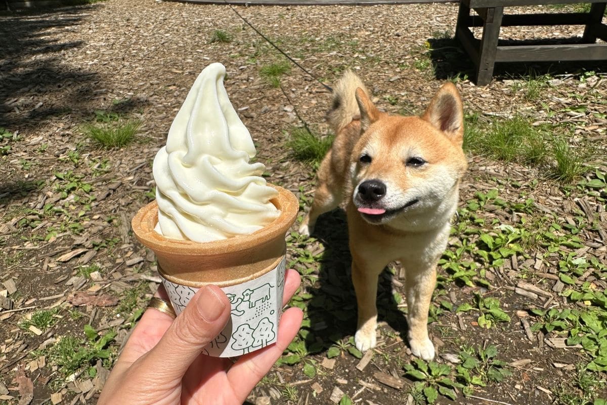 那須 犬 安い リード