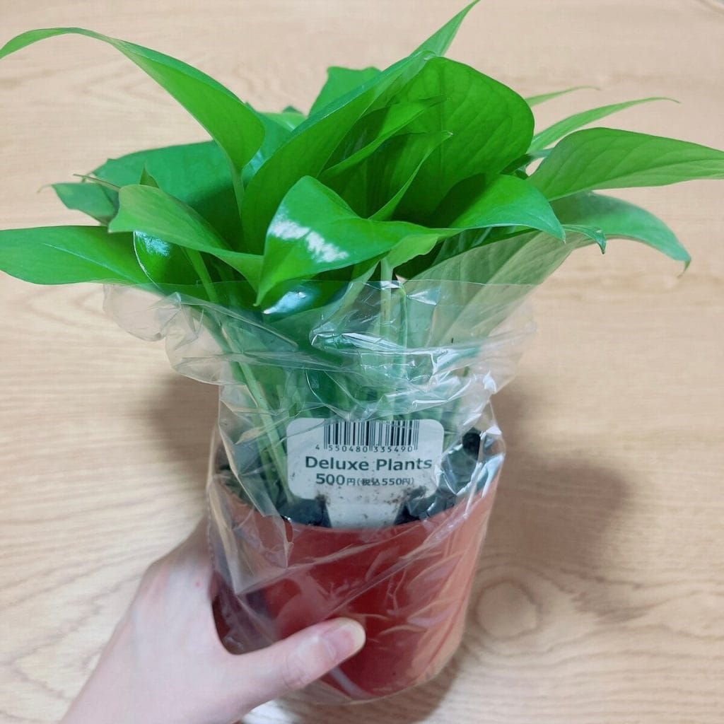 Standard Products（スタンダードプロダクツ）で買えるおしゃれな観葉植物　Deluxe Plants