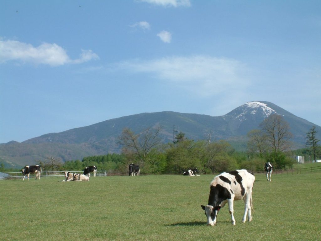 国産ホエイを提供する長野県長門牧場の風景