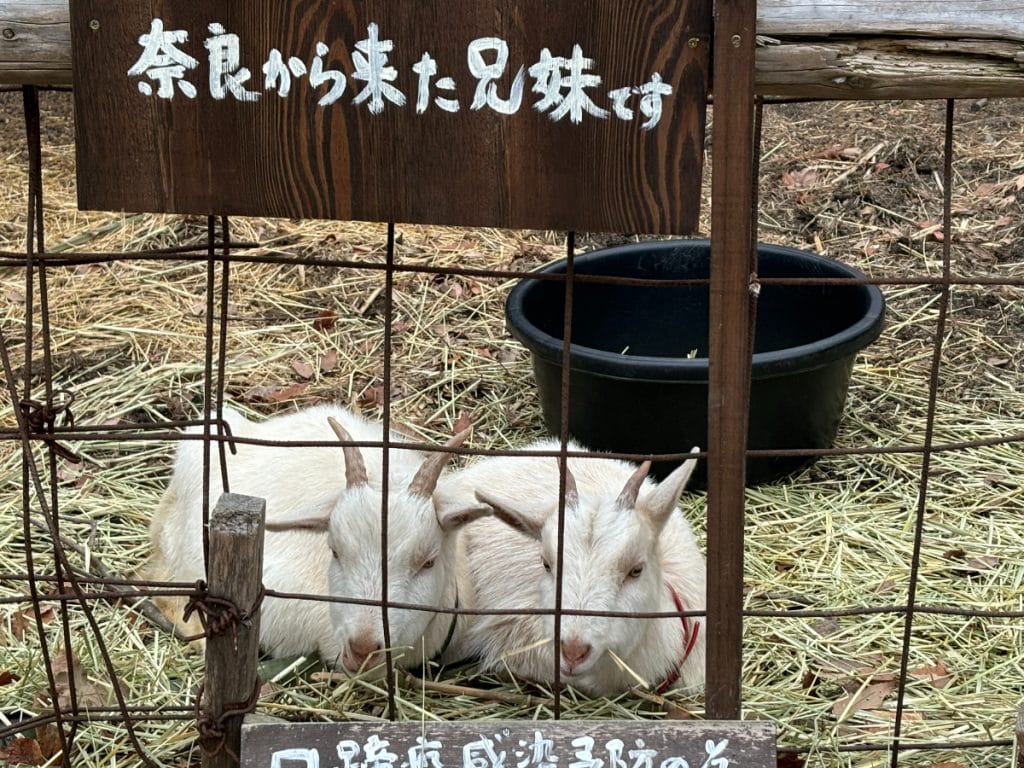 弓削牧場のヤギ