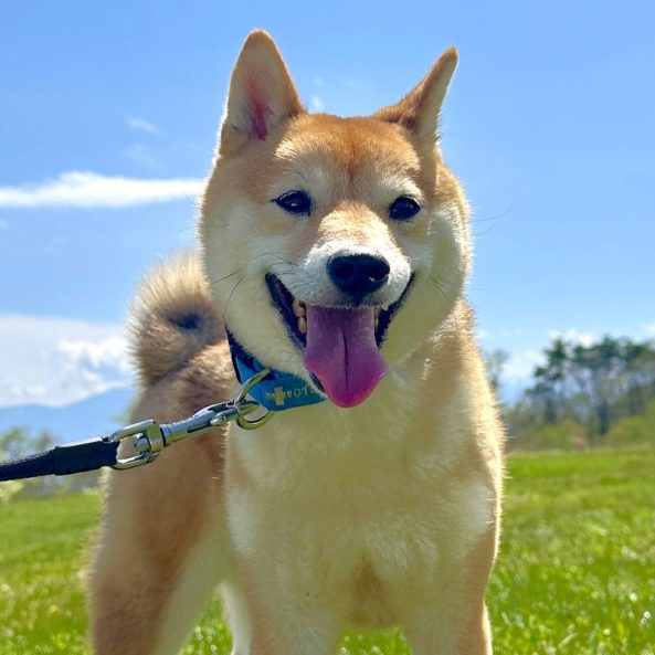 豆柴のまもるくん