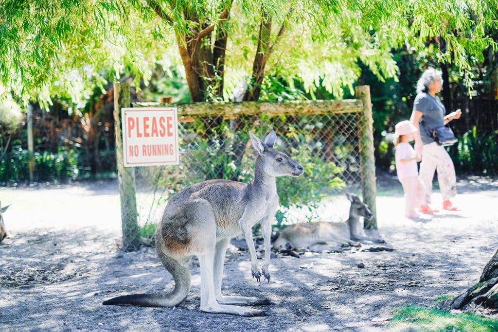 乾燥した大地でも子孫を増やすため、あまたある動物のなかで最も進化してると言われるカンガルー。