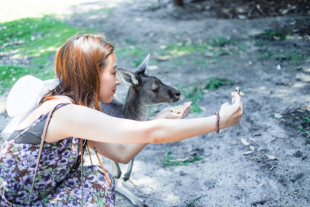 西オーストラリアの州都・パースで出会っためずらしい白カンガルー