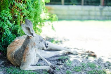 西オーストラリアの州都・パースの旅
