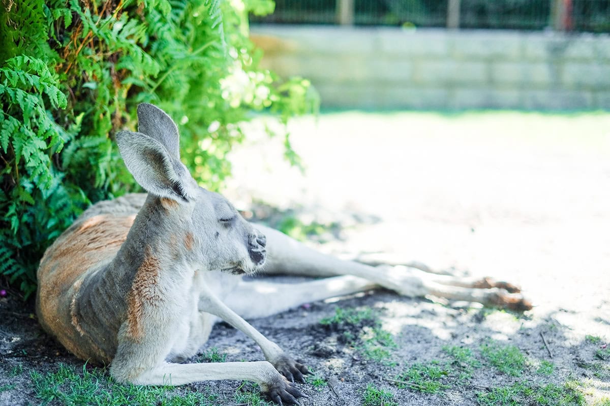 西オーストラリア州パースの旅】 知らなかった！ コアラ、カンガルー