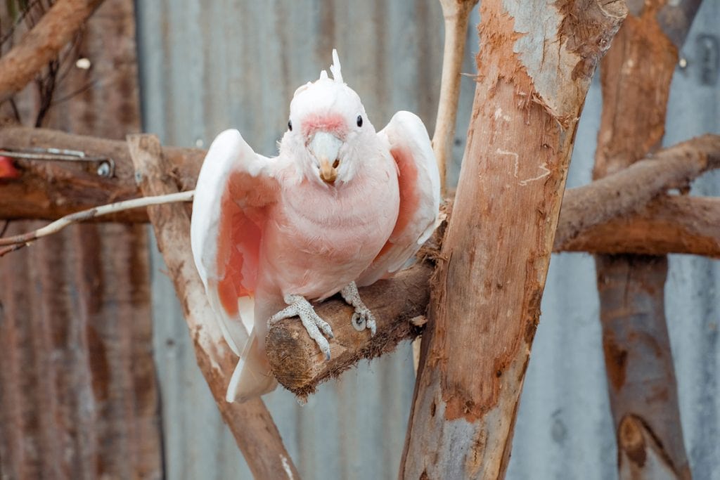 カバシャム・ワイルドライフ・パークでは、さまざまなオウムの種類が飼育。中にはピンク色の羽を持つオウムも！