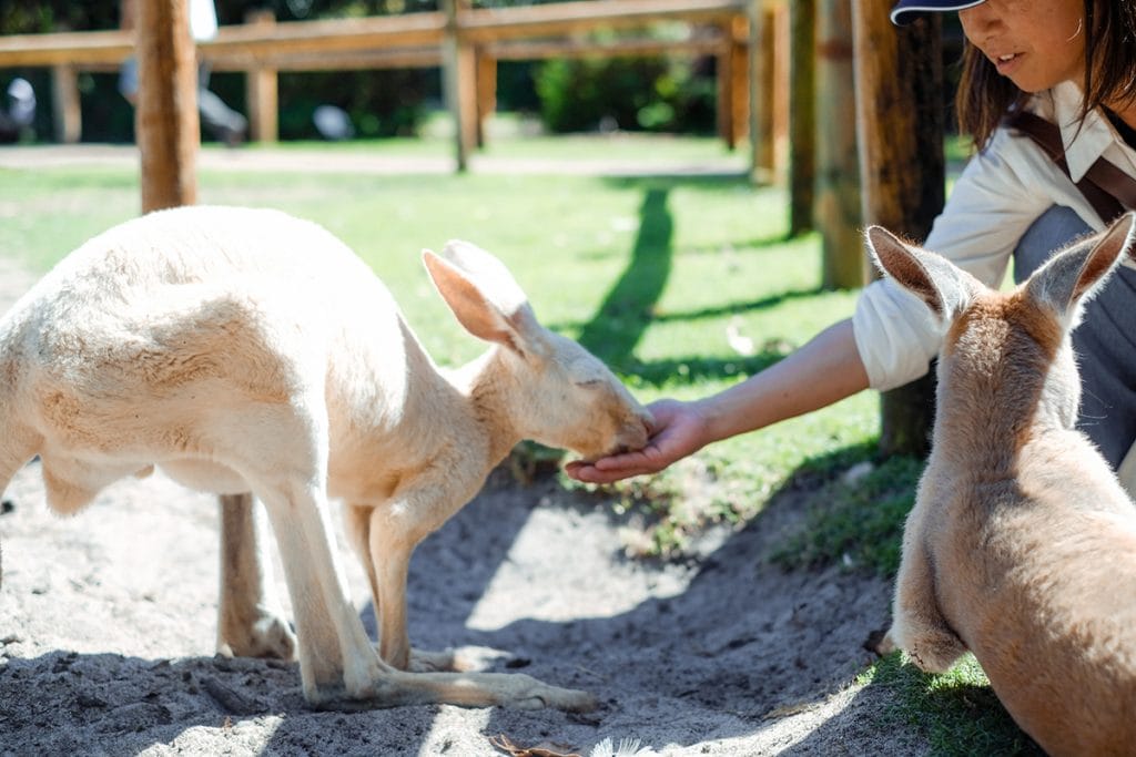 園内には、まだ小さなカンガルーもいっぱい！ 芝生の上で自由にのびのびとしている姿が見られます。