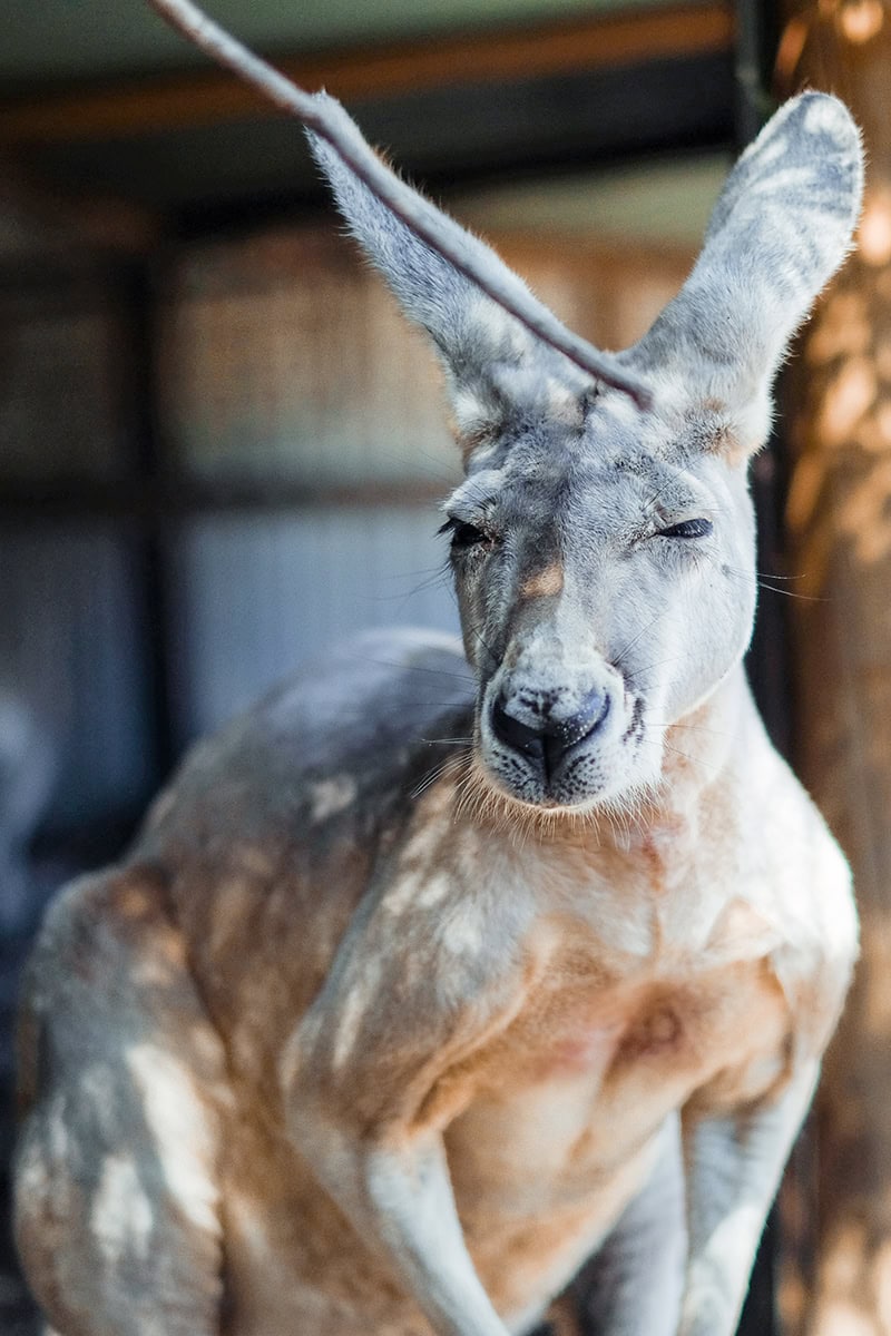 カンガルー
