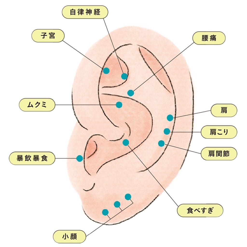 耳つぼの位置・場所の図。自律神経や、 肩こり、頭痛、むくみなどさまざまな症状に効くと言われる