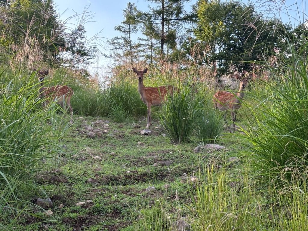 蓼科の山中にいた野生のシカ