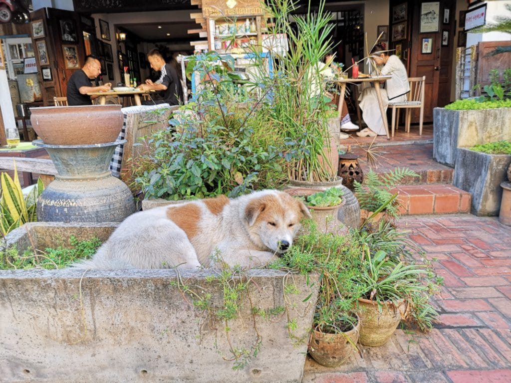 柳沢小実さんのラオス旅の過ごし方