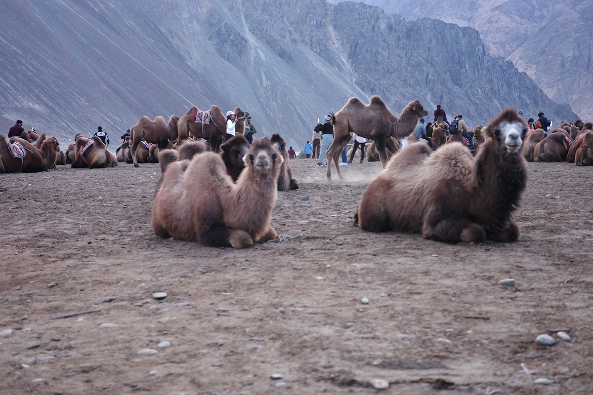 【インド・ラダックへ！ 絶景スポットをめぐる旅】現地の治安＆交通手段も紹介：加藤恵さんの初インド旅Vol.4
