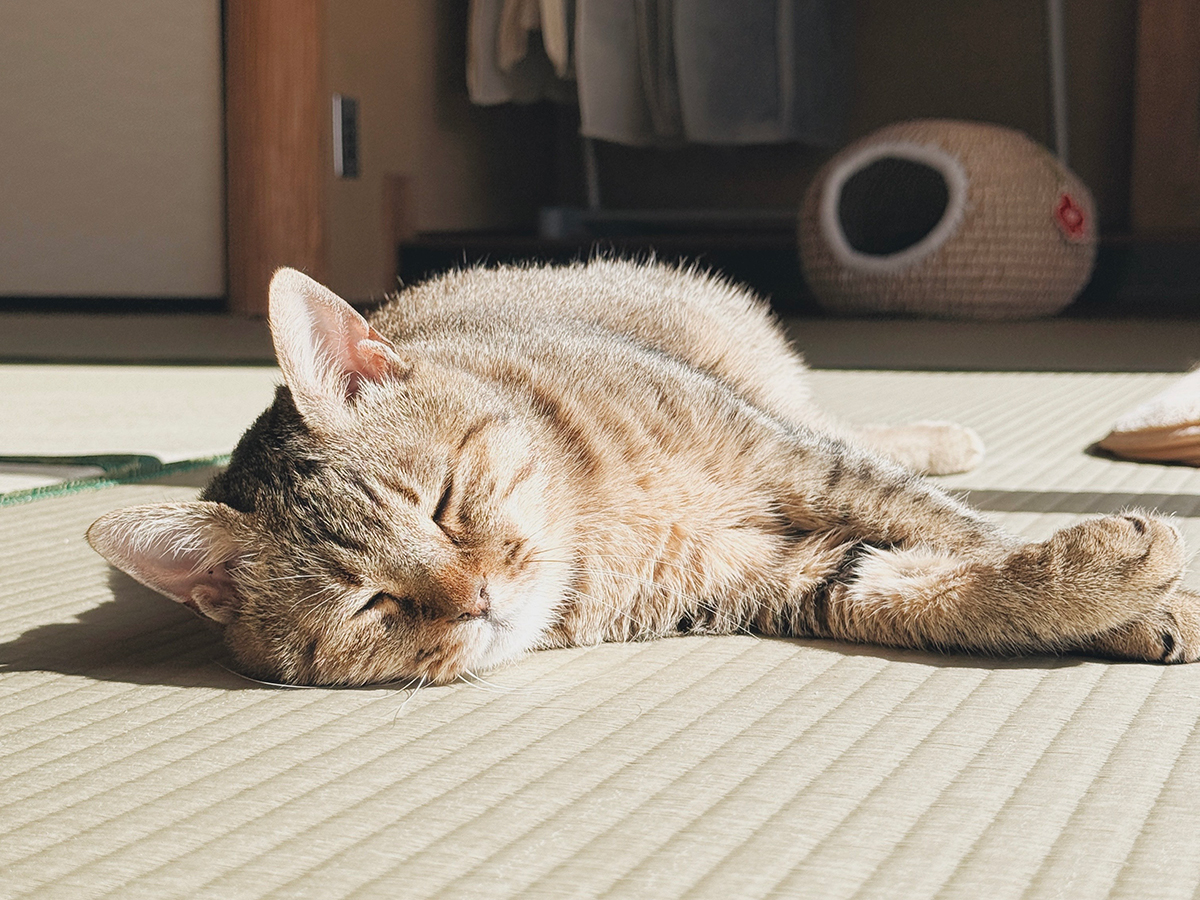 猫に癒やされる日々