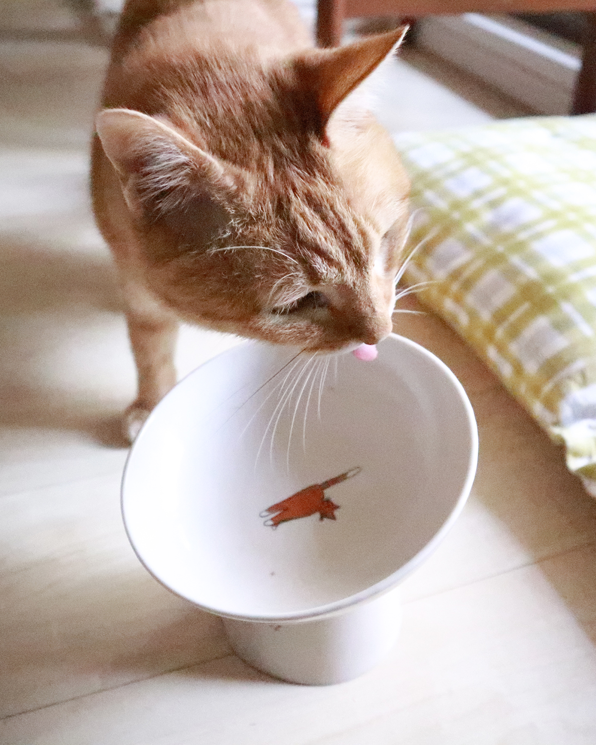 無印良品の素材を生かした猫のおやつ「ささみビューレ」と「かつおビューレ」を我が家の猫が実際に食べてみた！