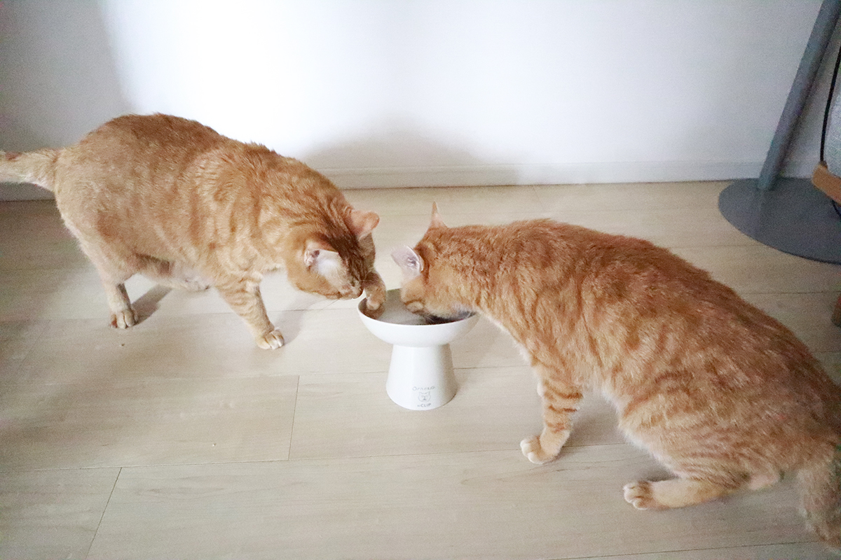 無印良品の「ささみビューレ」と「かつおビューレ」は我が家の猫の大好物！
