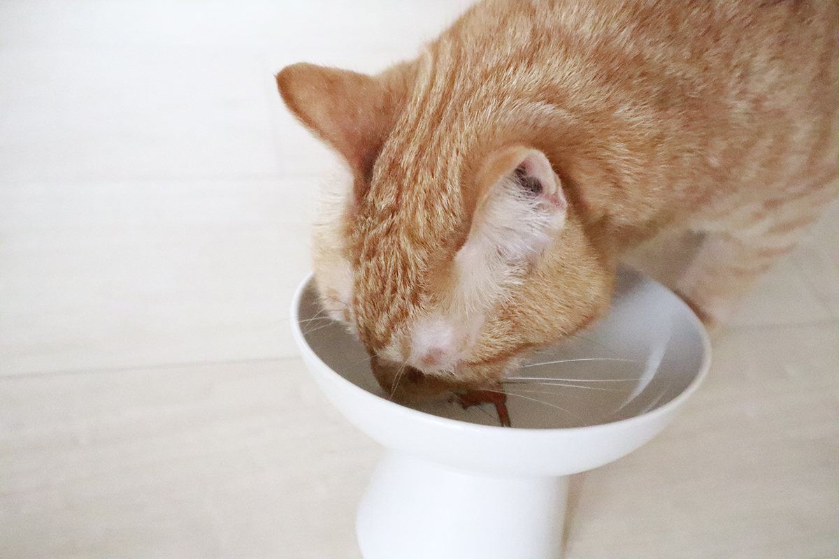 無印良品の「ささみビューレ」と「かつおビューレ」は我が家の猫の食いつきがよく食べ終わった後もお皿をなめまわすほど大好評でした。