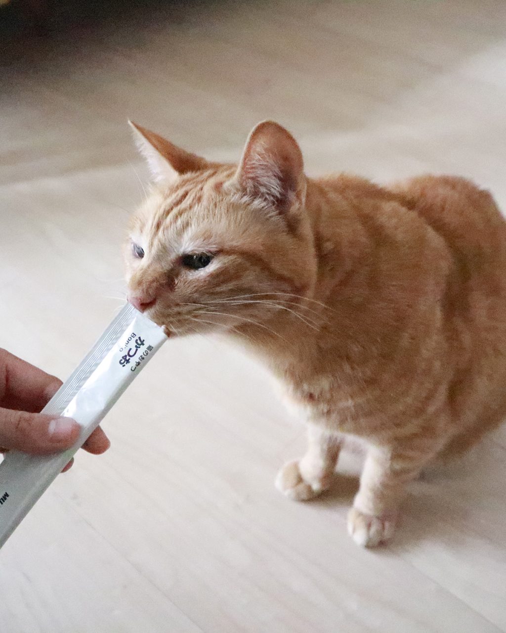 無印良品週間に猫も喜ぶ買うといいアイテム
