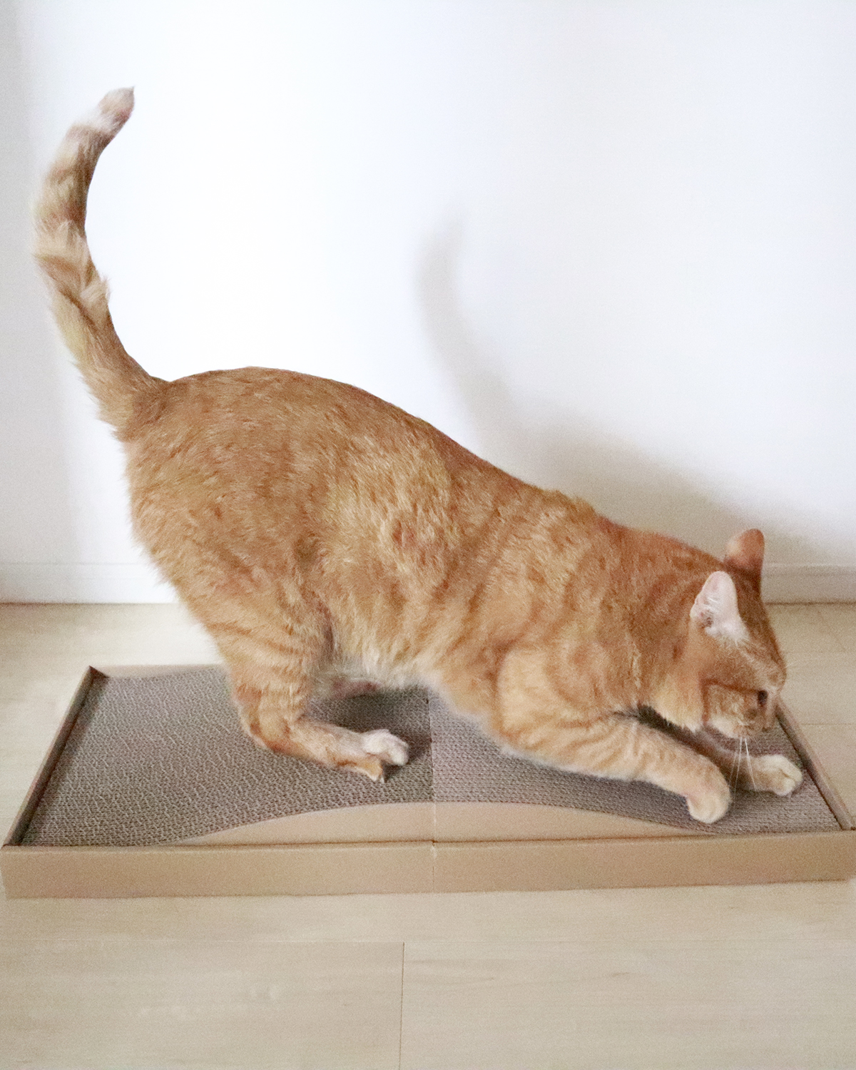 無印良品のダンボール爪とぎを我が家の猫が実際に使ってみた！