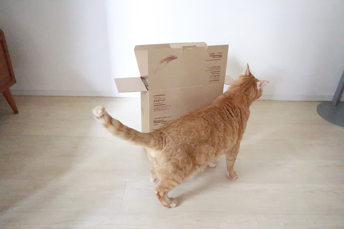 無印良品のダンボール爪とぎは段ボールの箱にしっかり梱包されていますが軽い
