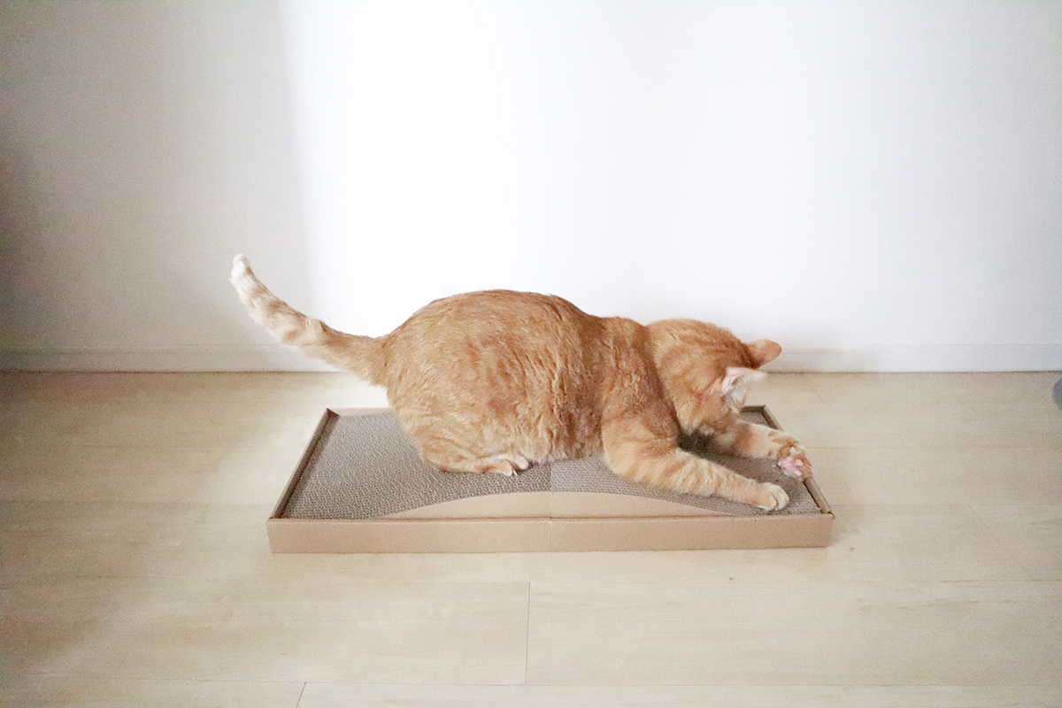 無印良品のダンボール爪とぎを我が家の猫も愛用