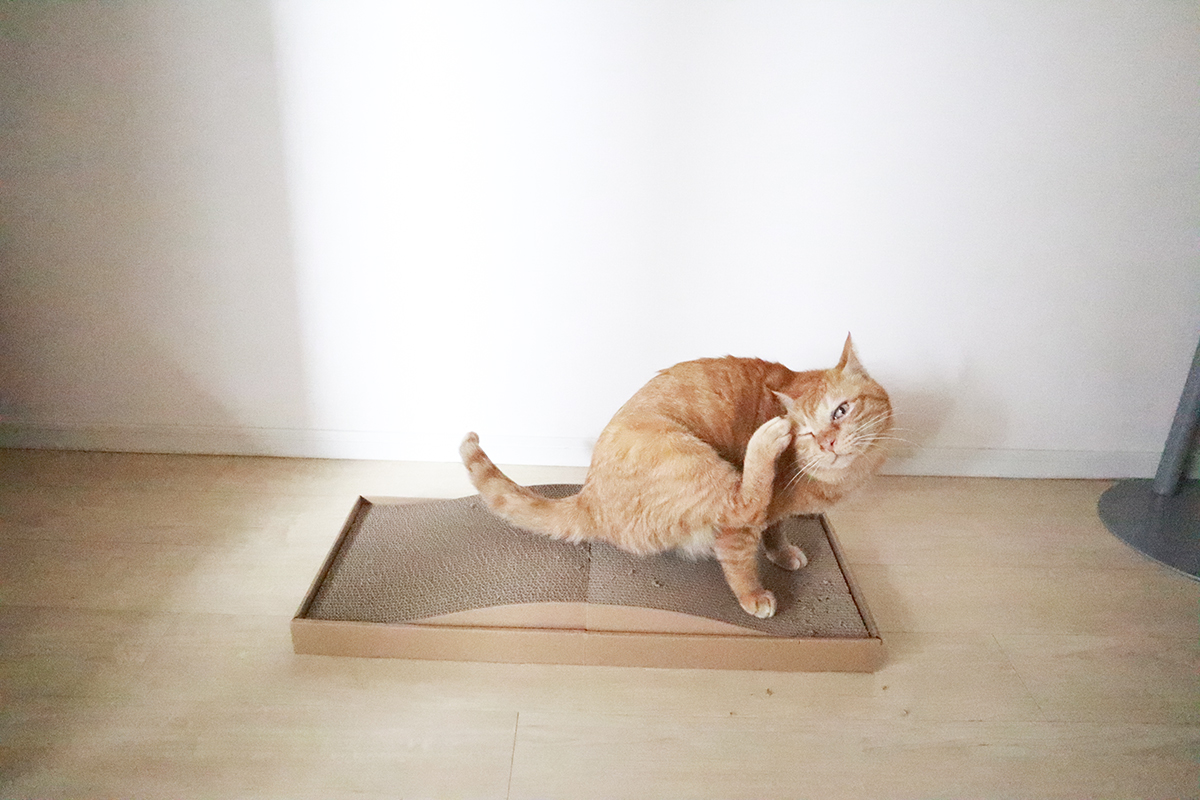 無印良品のダンボール爪とぎは、我が家の猫にとってくつろぐ場所であり、ベッド代わりに使うこともあります。