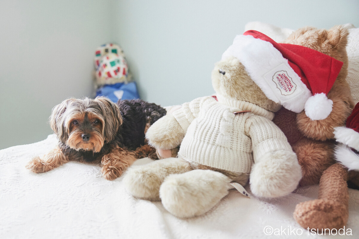 カナダのサンタさんのお家と暮らし