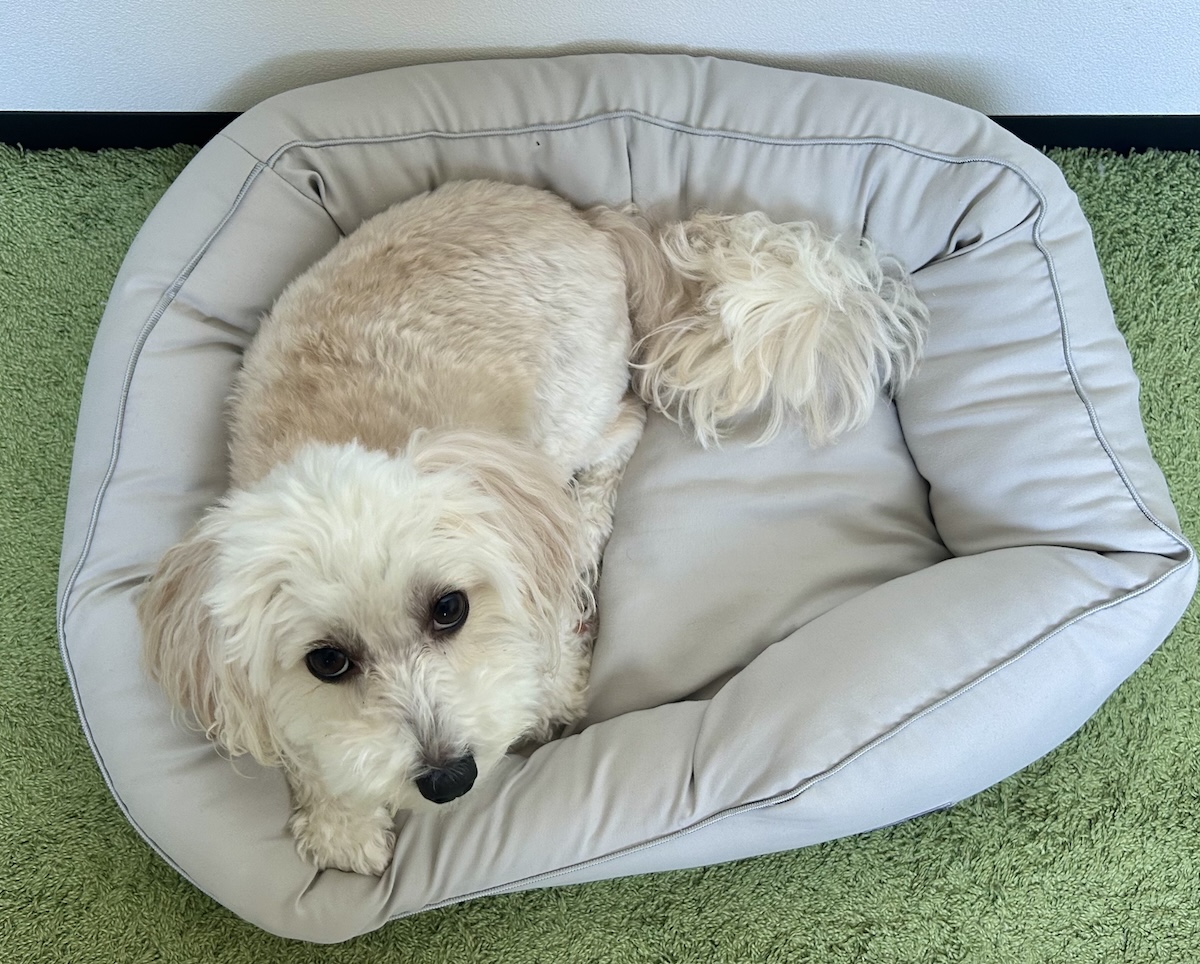 ニトリの消臭・防ダニ ペットベッドはやわらかくて贅沢な寝心地
