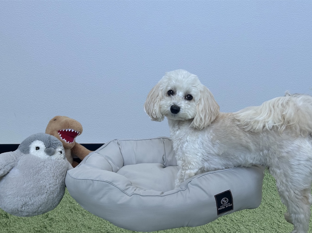 ニトリの消臭・防ダニ ペットベッド