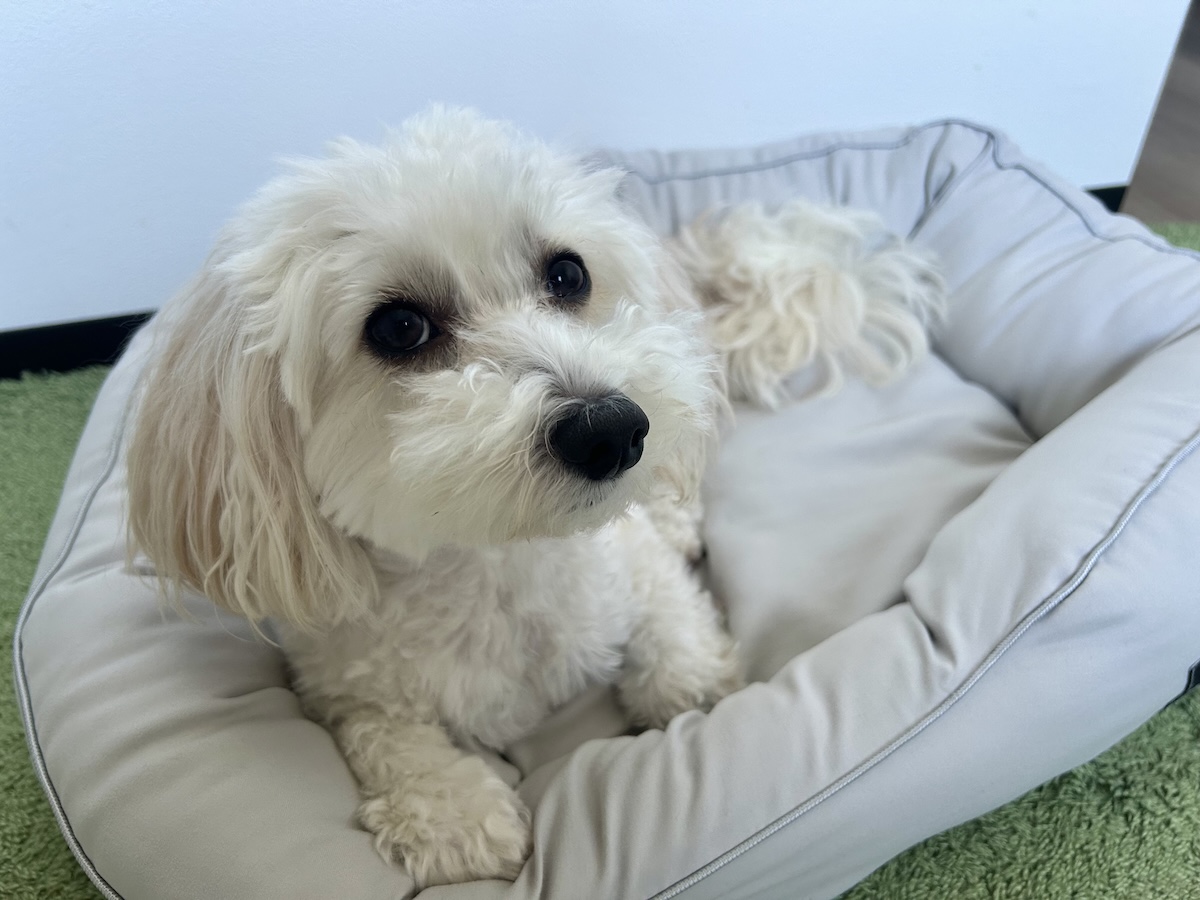 ニトリの消臭・防ダニ ペットベッドを愛用