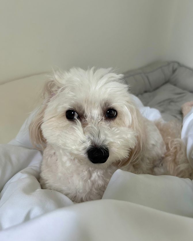 ホテルのような上質な寝心地が叶うニトリの消臭・防ダニ ペットベッド