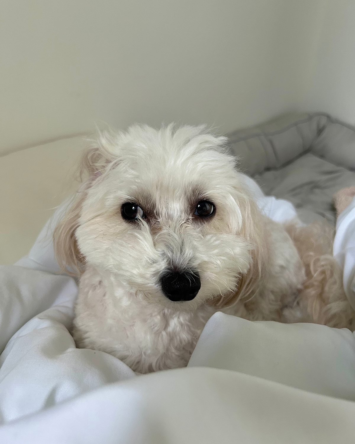 ホテルのような上質な寝心地が叶うニトリの消臭・防ダニ ペットベッド