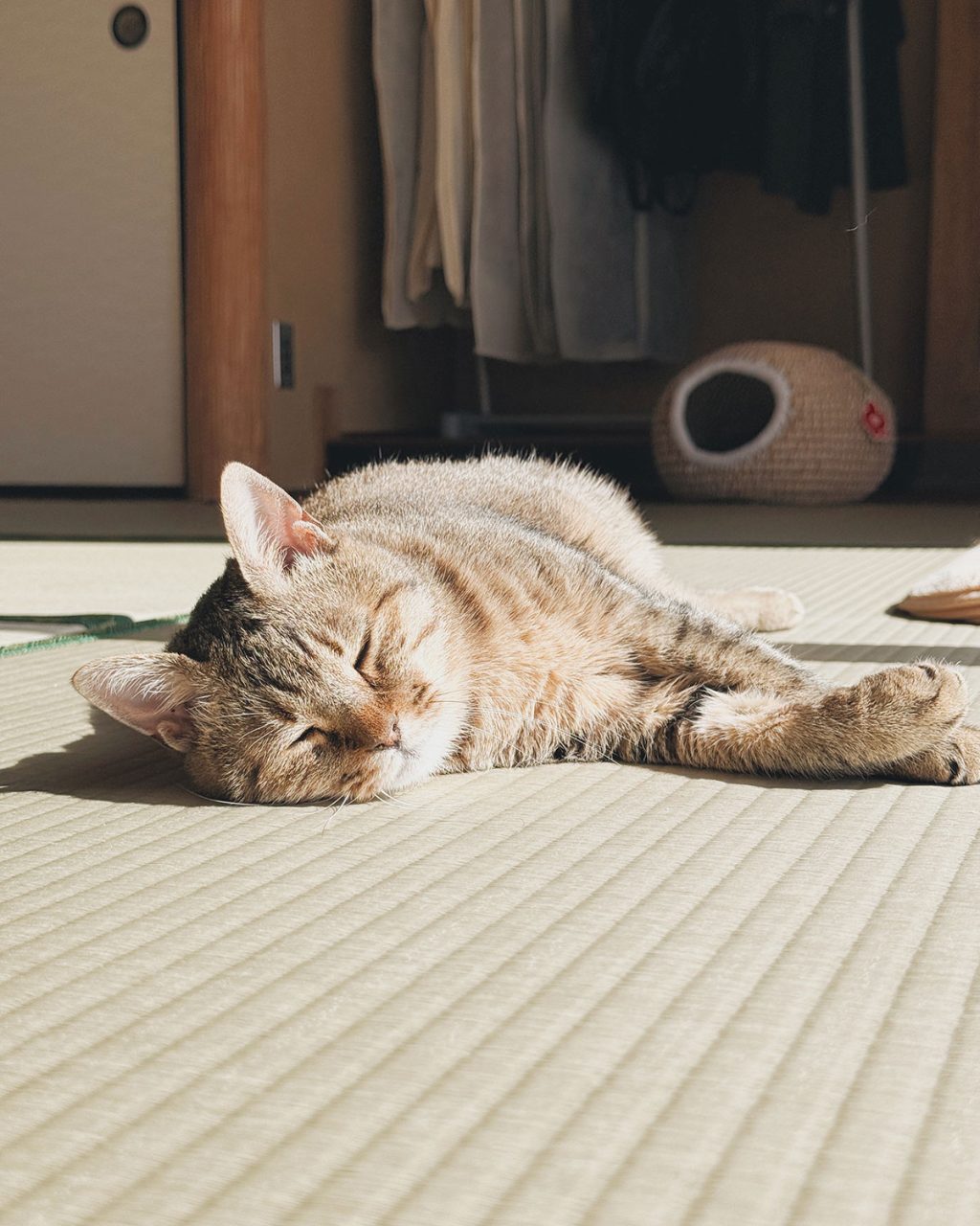 畳で日向ぼっこしている愛猫