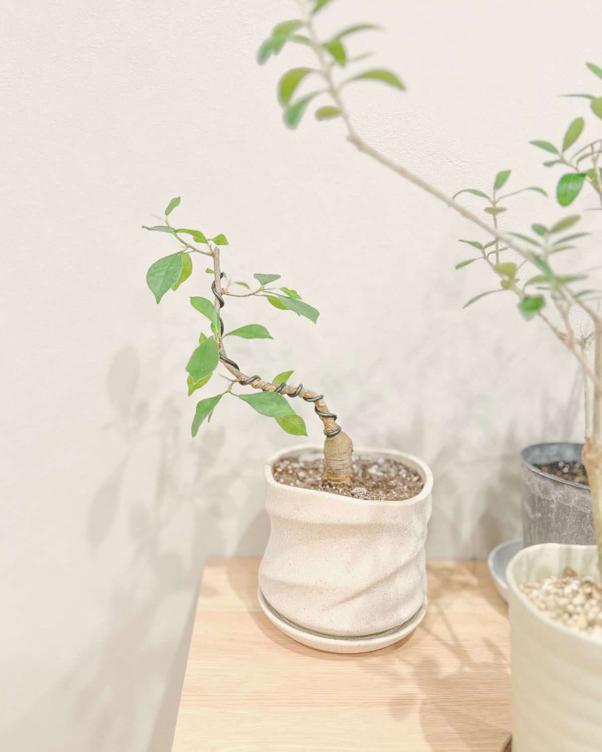 観葉植物のインテリア術