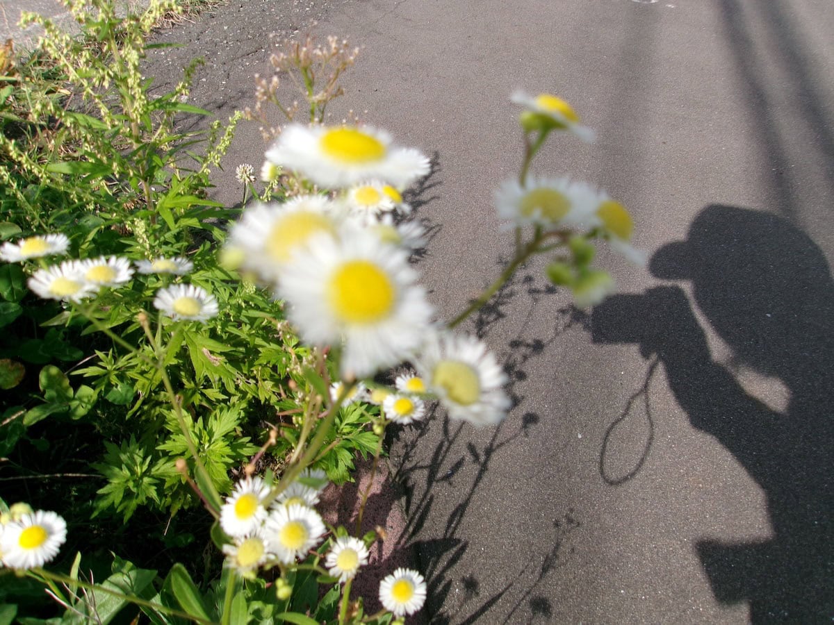 散歩で見つけたお花