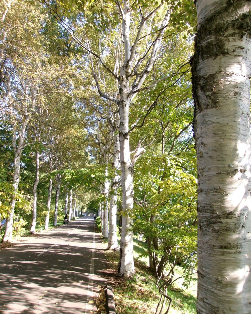 季節の移り変わりを探して冬散歩。コンデジカメラとともに街歩きを楽しむ