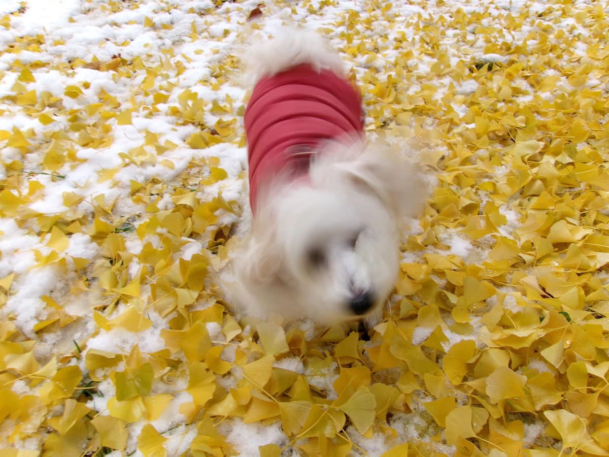 愛犬と冬の散歩