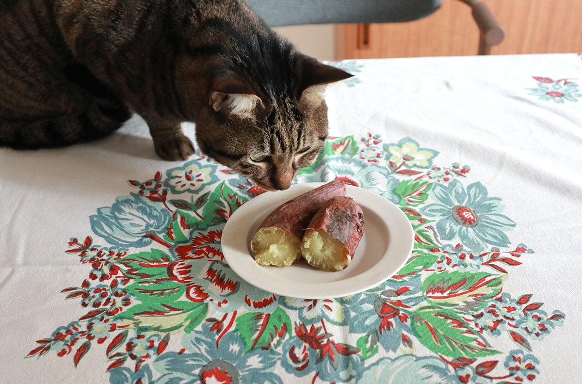 我が家のにゃんこさくらもいい香りで焼き芋に興味津々