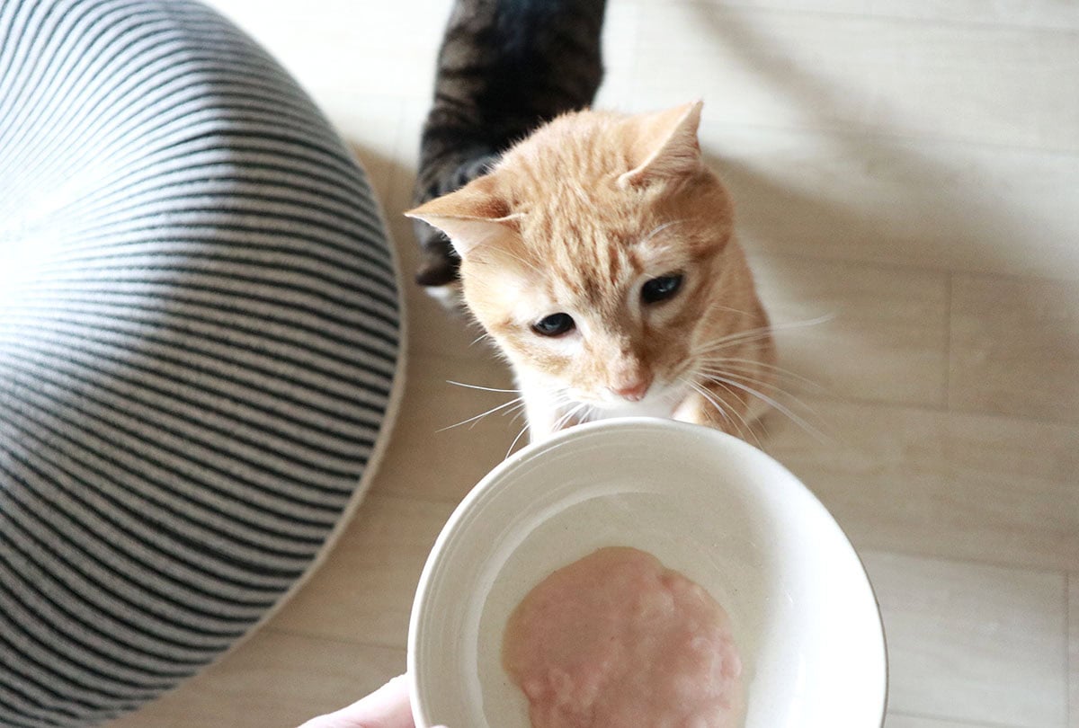 unico「SYODA(ショーダ)ペットボウル」に興味津々なにゃんこ