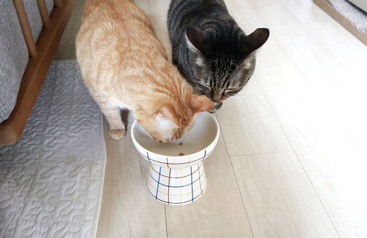 unico「SYODA(ショーダ)ペットボウル」を愛用