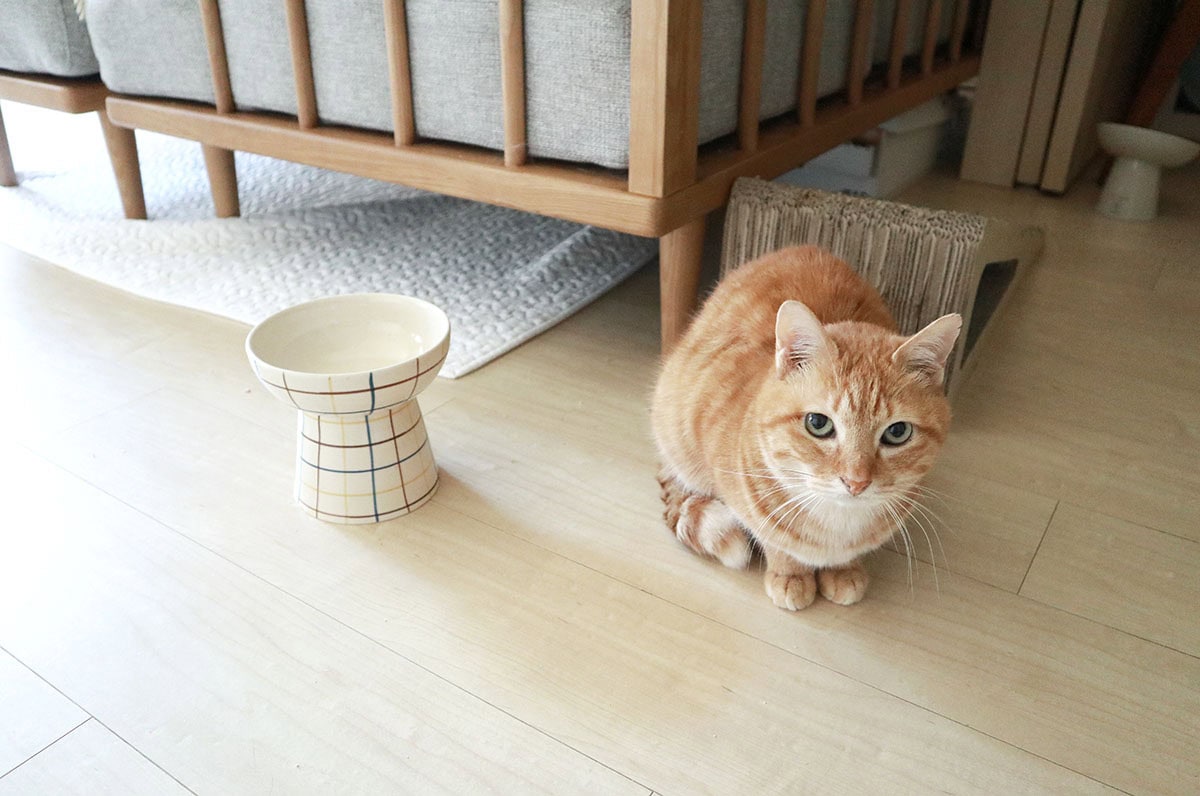 「ATERI(アテリ) ペットボウル」というデザインもビビットなカラーが素敵