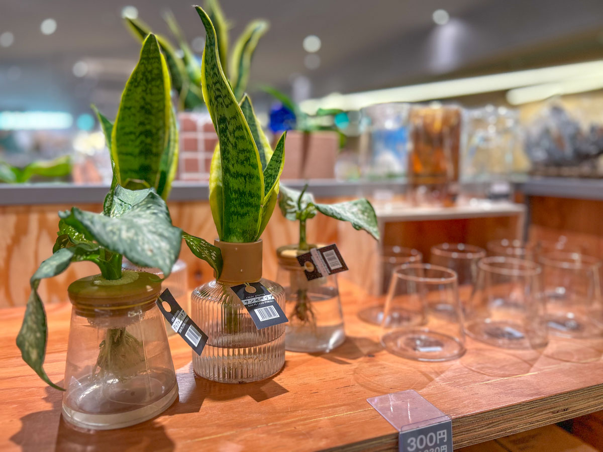 観葉植物の魅力は、選ぶ時間から