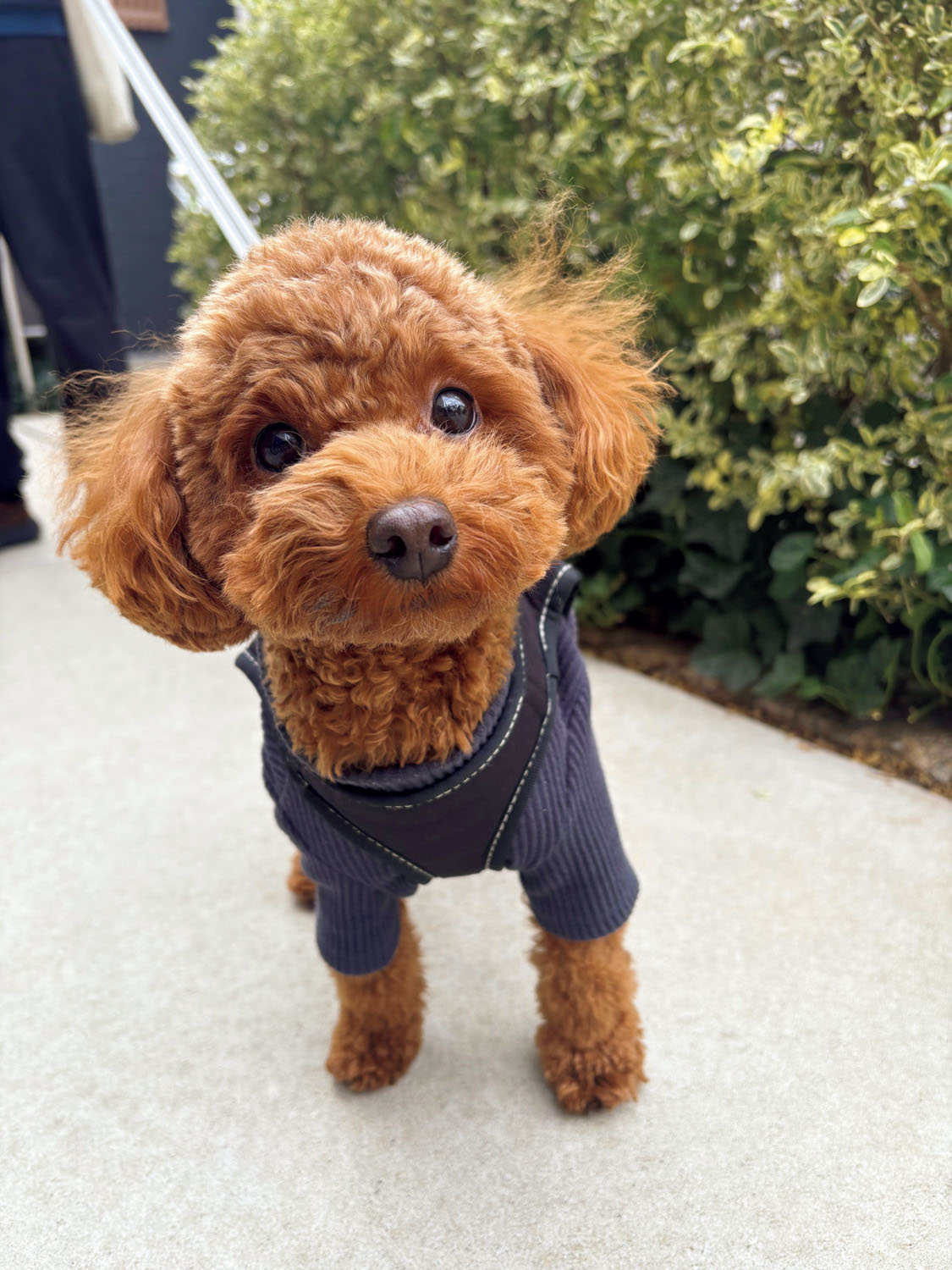 愛犬と初めての旅行に