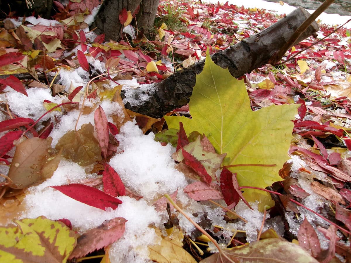 落ち葉と雪の色合いが素敵