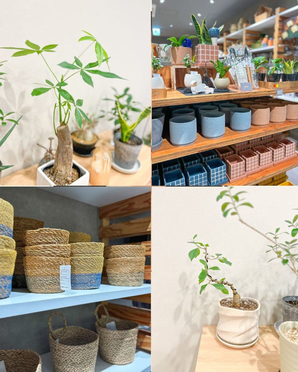 初心者さんにもおすすめの観葉植物入門ガイド。グリーンのある暮らしで、毎日に小さな癒やしを