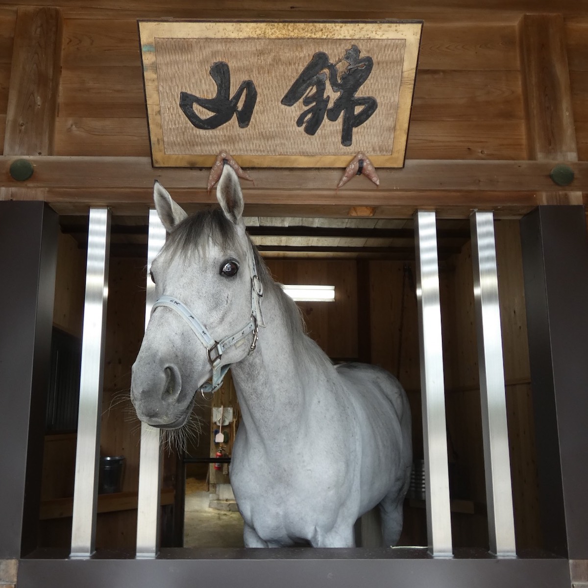 白馬伝説を今に伝える神馬の錦山号。多度大社 (三重県・桑名市)