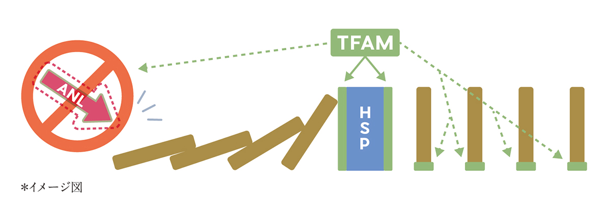 ドモホルンリンクルの研究テーマであるタンパク質のイメージ図