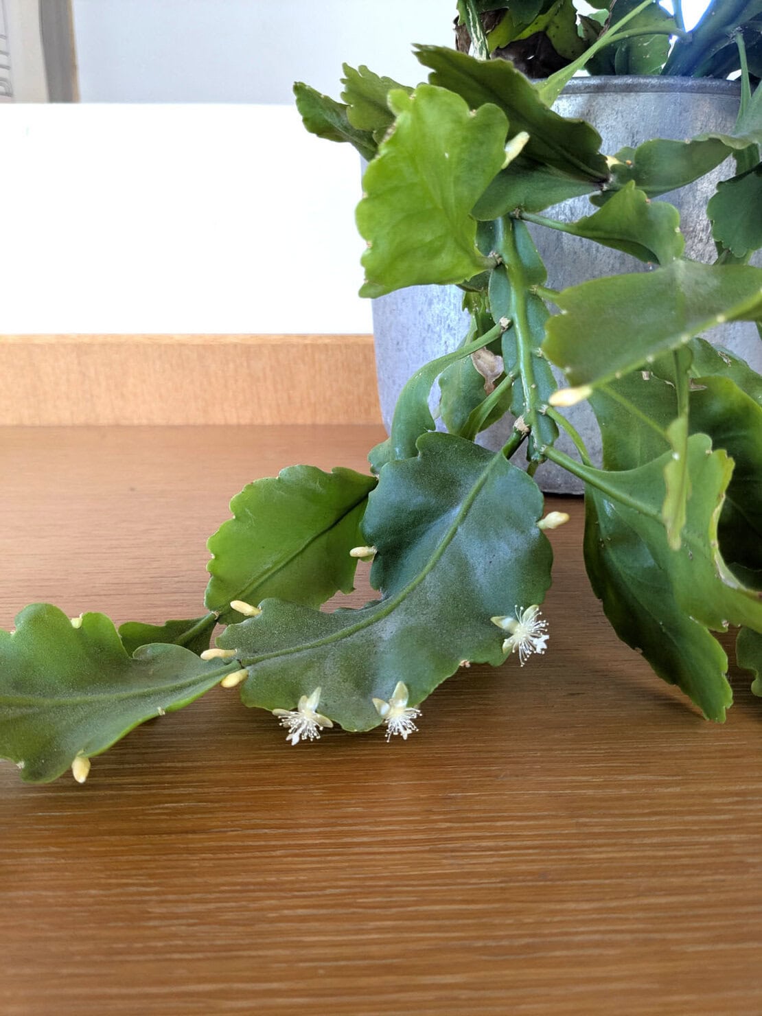 植物の成長、こどもの成長、お家の成長を共にしていけるようなグリーンライフを愉しんでいけたらなという思いで、植物のお話をさせて頂きました。