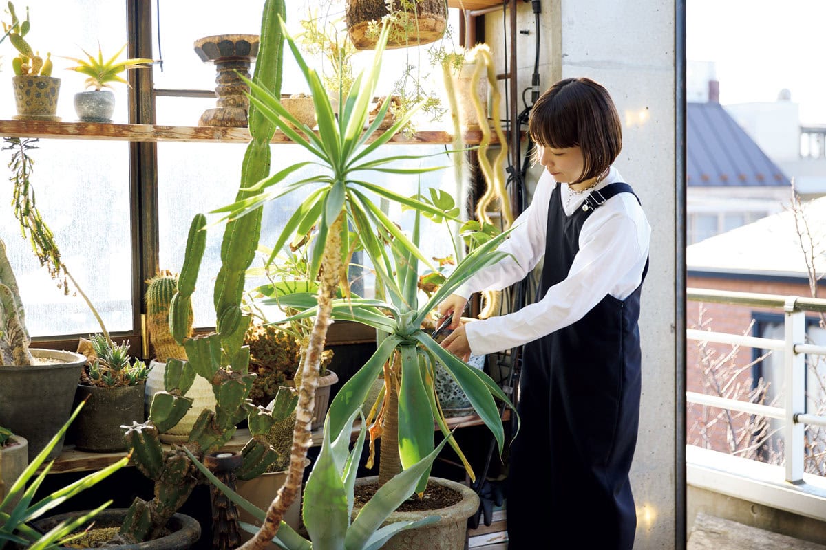 オザキフラワーパークへ観葉植物の買い物に